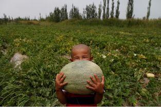 中国农民吃瓜,中国农民的甜蜜生活