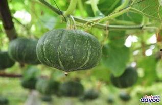 全网新鲜吃瓜网