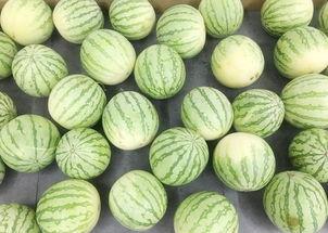 真实的有人吃瓜,揭秘真实吃瓜事件背后的故事