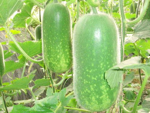 345583吃瓜群,一场网络热议背后的真相