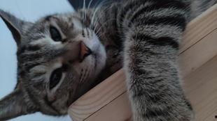 有兽焉吃瓜,揭秘动物界的“美食家”