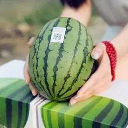 吃瓜群众喜欢吃的西瓜,揭秘吃瓜群众的最爱——西瓜
