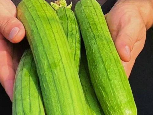 夏天吃瓜秋天吃,夏天吃瓜，秋天品果