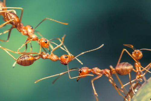 蚂蚁吃瓜文案短句,揭秘瓜界那些事儿