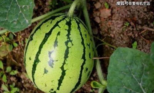 地里的瓜可以吃的,地里的瓜，美味尽享