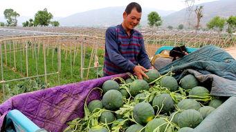 养猪场吃瓜,揭秘猪群中的趣味生活