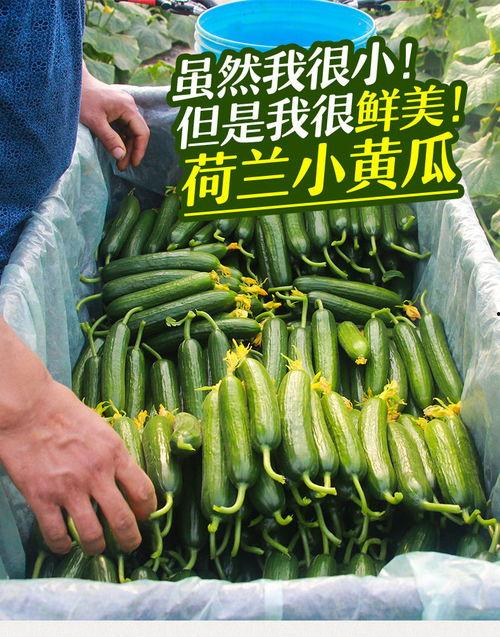 小绿瓜特效吃瓜,揭秘网络热点的魅力与陷阱