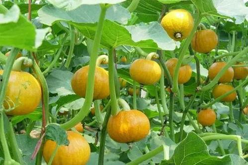 兰瓜怎么吃减肥,轻松享瘦的绿色选择