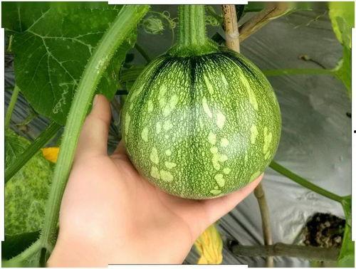 小轩吃瓜,揭秘娱乐圈那些不为人知的幕后故事