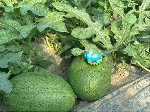 吃瓜地点,探寻各地特色吃瓜体验之旅