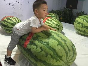 国产吃瓜事件,揭秘网络舆论背后的真相与反思