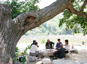 儿时树下吃瓜,瓜香四溢的记忆之旅