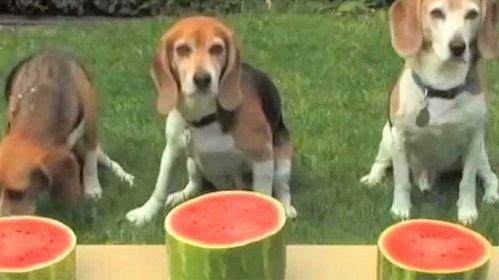 狗和吃瓜,趣味横生的宠物生活瞬间