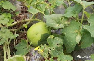 雪梨在线吃瓜,揭秘娱乐圈幕后故事