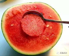 山串红吃瓜,揭秘瓜界新宠的传奇故事