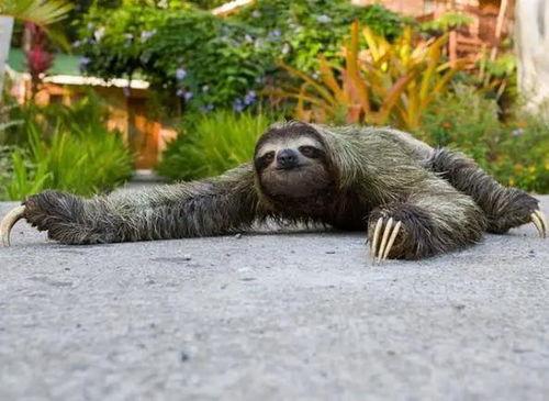 带你吃瓜解说奇葩动物,带你吃瓜解说那些奇葩生物
