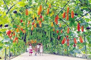 吃瓜长廊,一场全民参与的趣味盛宴