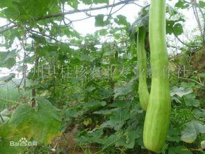 砍瓜的花怎么吃,创意烹饪新体验