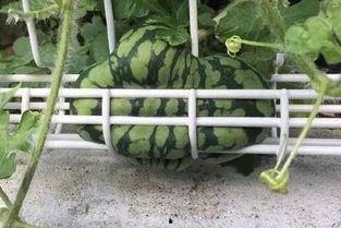 坚强的吃瓜群众,见证时代变迁的民间力量