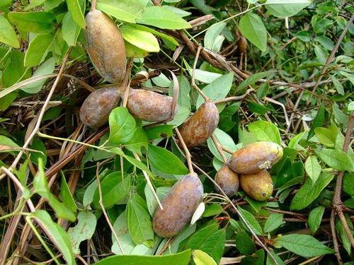 小视频吃八月瓜,一场视觉与味蕾的盛宴