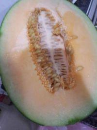 猪猪吃哈密瓜,哈密瓜美食之旅