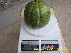 吃绿瓜的小孩,绿瓜诱惑下的童年奇遇