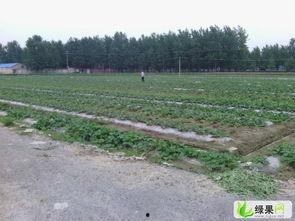 陶庙镇吃瓜,瓜香四溢，品味夏日田园风情