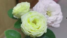 道具吃瓜的兔兔