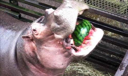 长沙河马吃瓜,一场趣味横生的夏日奇观