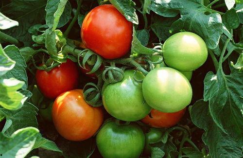 番茄小说吃瓜系统推荐,带你领略小说世界的酸甜苦辣