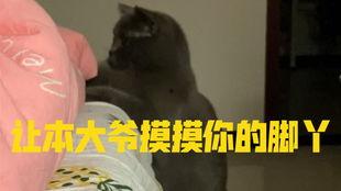 吃瓜小猫背影,揭秘猫咪的神秘世界