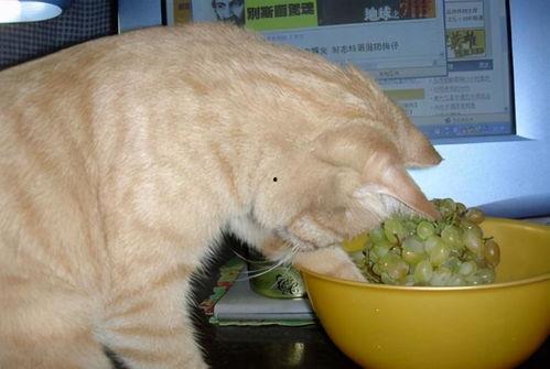 猫吃籽瓜,籽瓜的诱惑与猫儿的欢愉