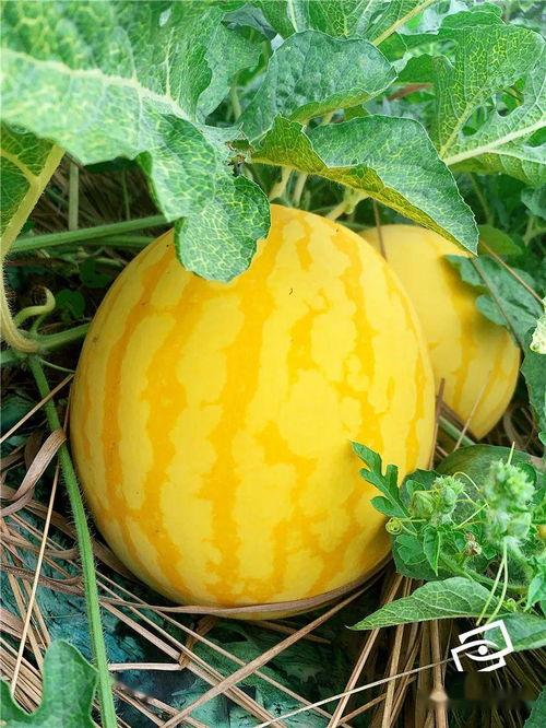 吃瓜起名字,揭秘那些年我们一起吃过的瓜