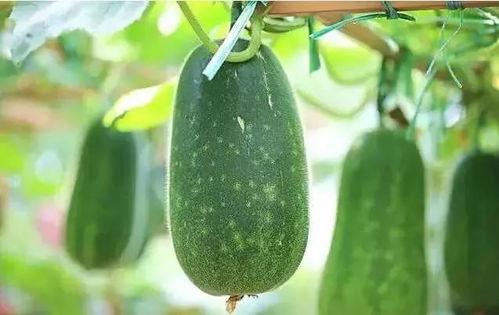 吃瓜清穿文,清穿女子的宫廷生活与宫廷秘闻