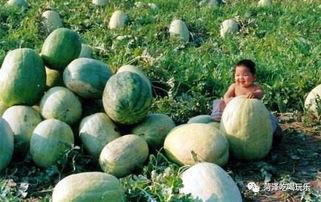 二珊吃瓜,揭秘娱乐圈背后的那些事儿