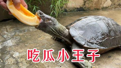 巨型吃瓜,揭秘神秘巨瓜背后的奇幻世界