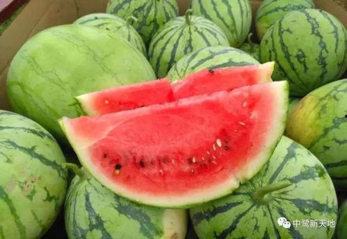夏天回家吃瓜了