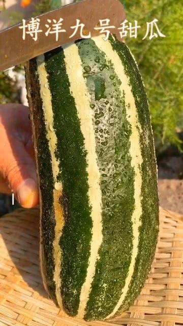吃瓜多久才能熟,揭秘吃瓜成熟时间奥秘